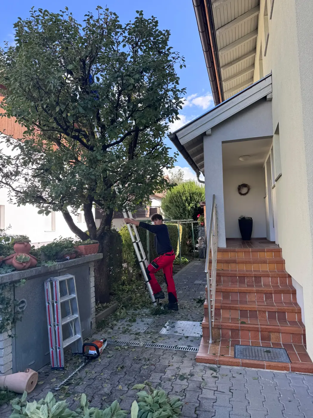 Geschnittener Baum in engem Siedlungsraum